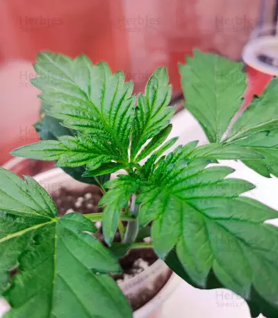 Tatanka Pure CBD feminized seeds (Royal Queen Seeds)