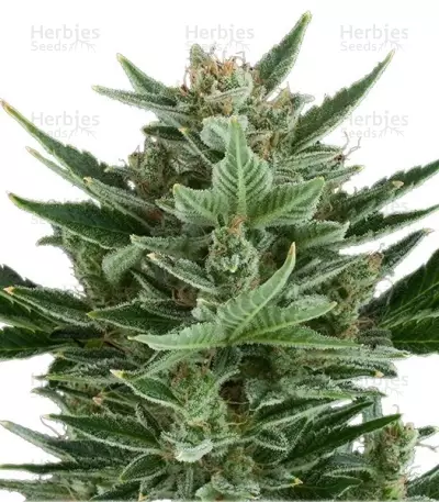 Quick One Auto (RQS)