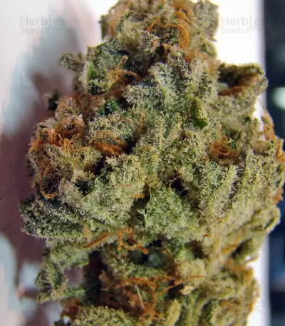 Strawberry Cough (Dutch Passion)