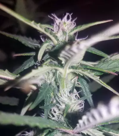 K.O Crop Auto Seeds