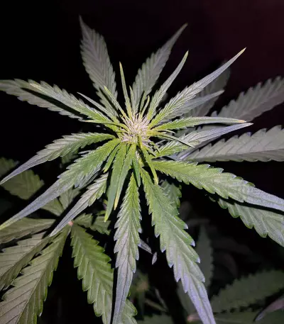 Cheese Auto (Funky Skunk Auto) feminized seeds