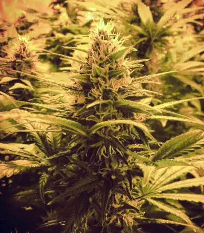 Amnesia Mistery Seeds