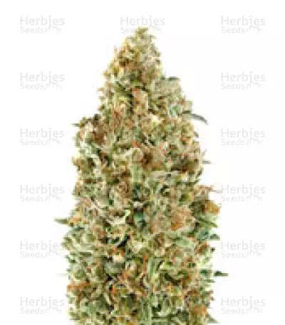 Auto Kaya 47 feminized seeds