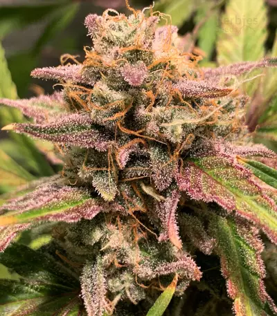 Blue Amnesia Auto strain