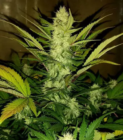 Semi femminizzati Chemdogging Auto