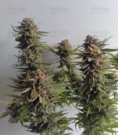 Criminal+ feminized seeds