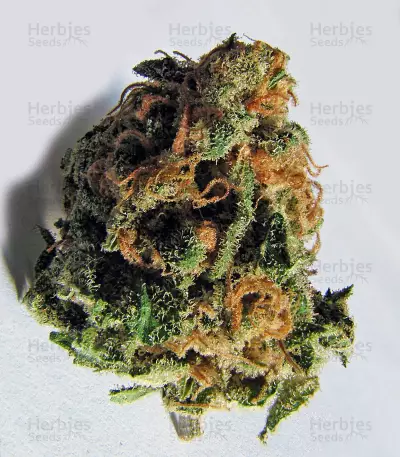 Criminal+ feminized seeds