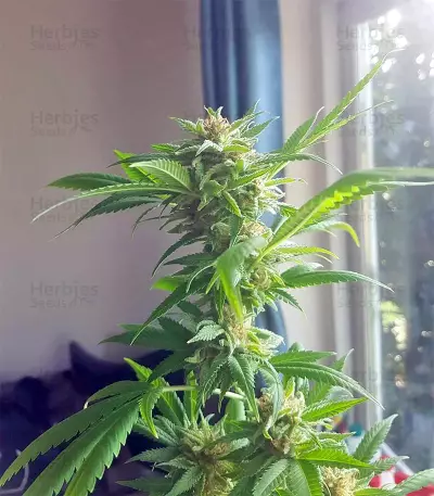 Critical Seeds
