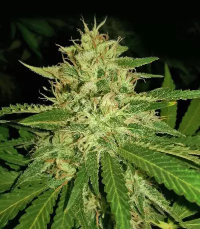 Destroy OG Seeds