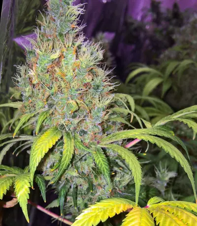 Early Bird Skunk feminized seeds