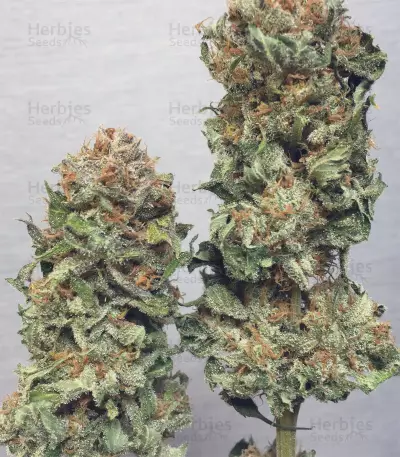Fat Banana (RQS)