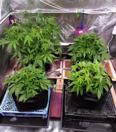 Gelato Auto feminized seeds (Original Sensible Seeds)