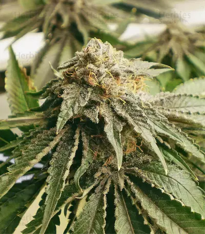 Semi regolari di Girl Scout Cookies
