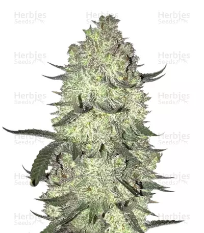 Gorilla Cookies (Big Head Seeds) Cannabis-Samen