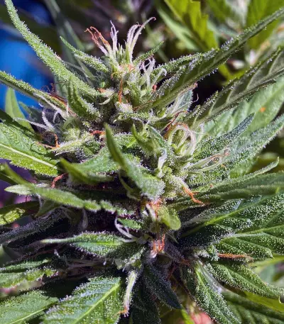 Green Crack Seeds (Cali Connection Seeds)