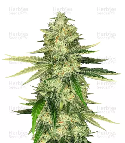 Buy Hawaiian Snow x Wedding Cake x Gelato 33 feminized seeds