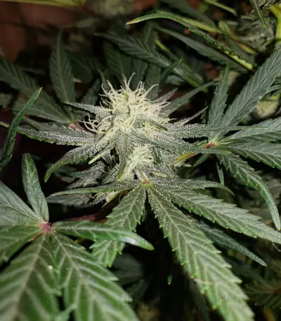 Hubbabubbasmelloscope Auto Seeds