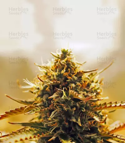 Jack 47 XL Auto Seeds