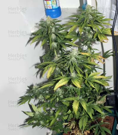 Jack Diesel Seeds