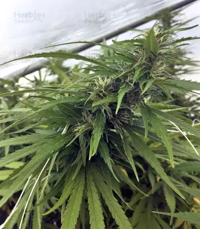 Kali China Seeds