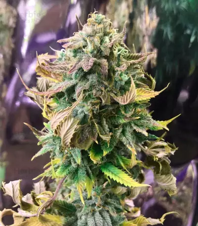 Laughing Buddha feminized seeds