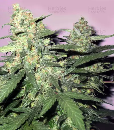 Master Kaze Seeds