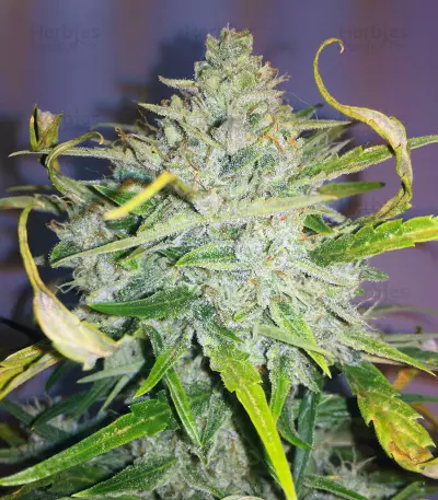 Northern Cheese Haze Auto Seeds