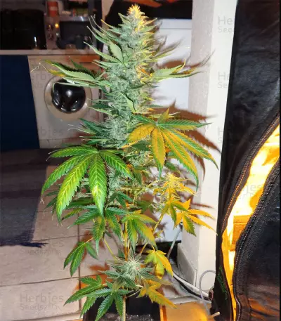 Northern Lights Seeds (White Label Seed Company)