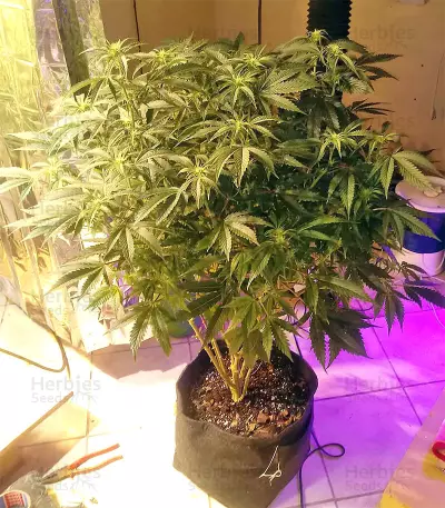 Original Bruce Banner Seeds
