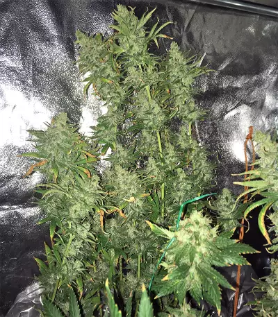 Pakistan Chitral Kush Seeds