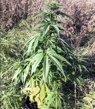 Shark Widow Seeds