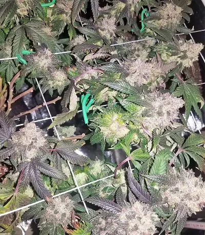 Sherbet (Seedstockers)