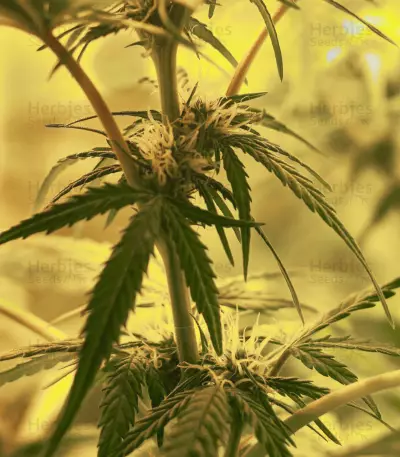 Skunk #1 Automatic (Sensi Seeds)