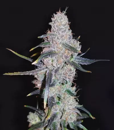 Sour Hound F2 Auto Seeds