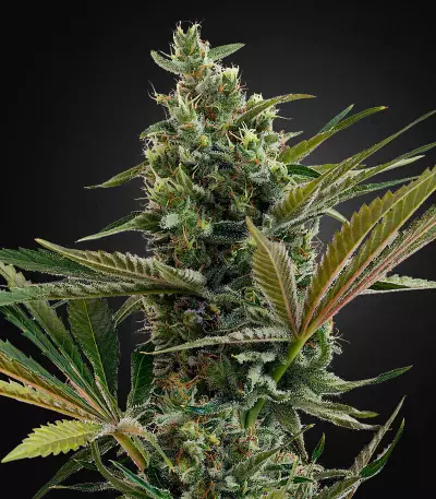 Super Lemon Haze Auto CBD Seeds