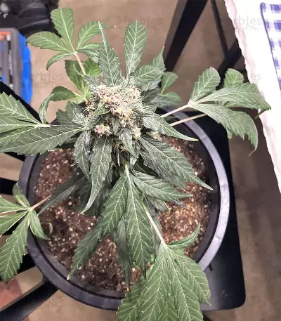 Super Auto Lemon Haze (Original Sensible Seeds)