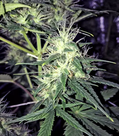 Super Skunk Automatic (Sensi Seeds)