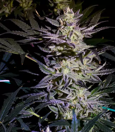 White Diesel Haze Automatic feminized seeds