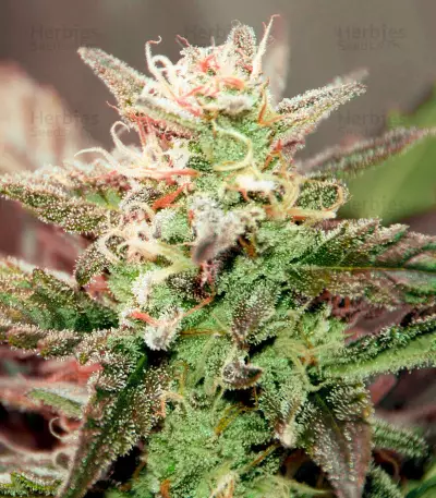 White Haze Automatic feminized seeds