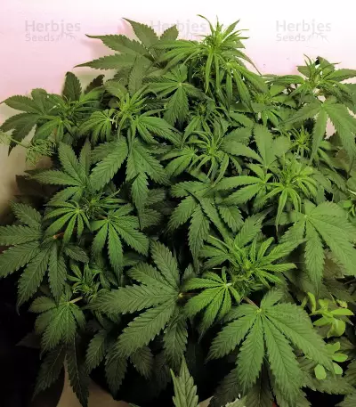 White Widow Auto feminized seeds (Kera Seeds)