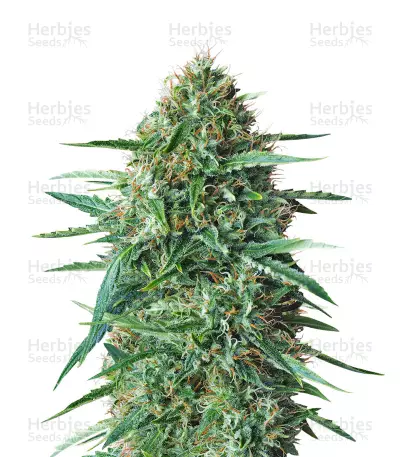 Graines de cannabis Amnesia Haze (Expert Seeds)