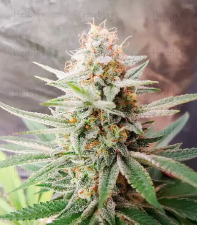Banana Bomb Seeds