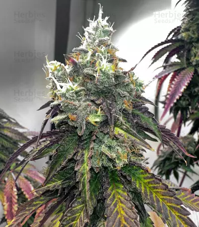 Blue Sunset Sherbert cannabis strain