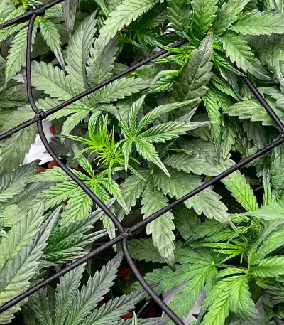 Bruce Banner Autoflower เมล็ดพันธุ์สตรี (Seedkeepers)
