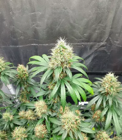 Buddha Haze Seeds
