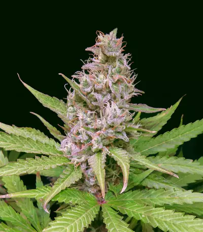 Critical Sour Seeds