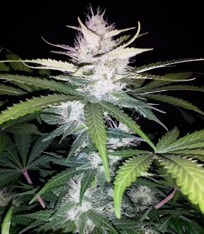 Cropical Fruit Auto feminized seeds