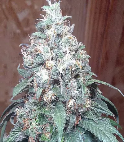 Gorilla SFV OG (Expert Seeds) feminized seeds