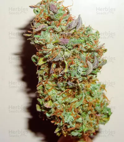 Green Crack Auto Seeds