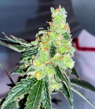 Lemon OG Feminized Seeds (AlphaFem Seeds)